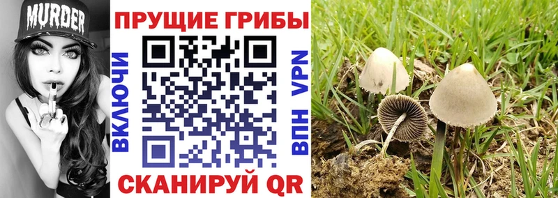 наркота  Сегежа  Галлюциногенные грибы Magic Shrooms 
